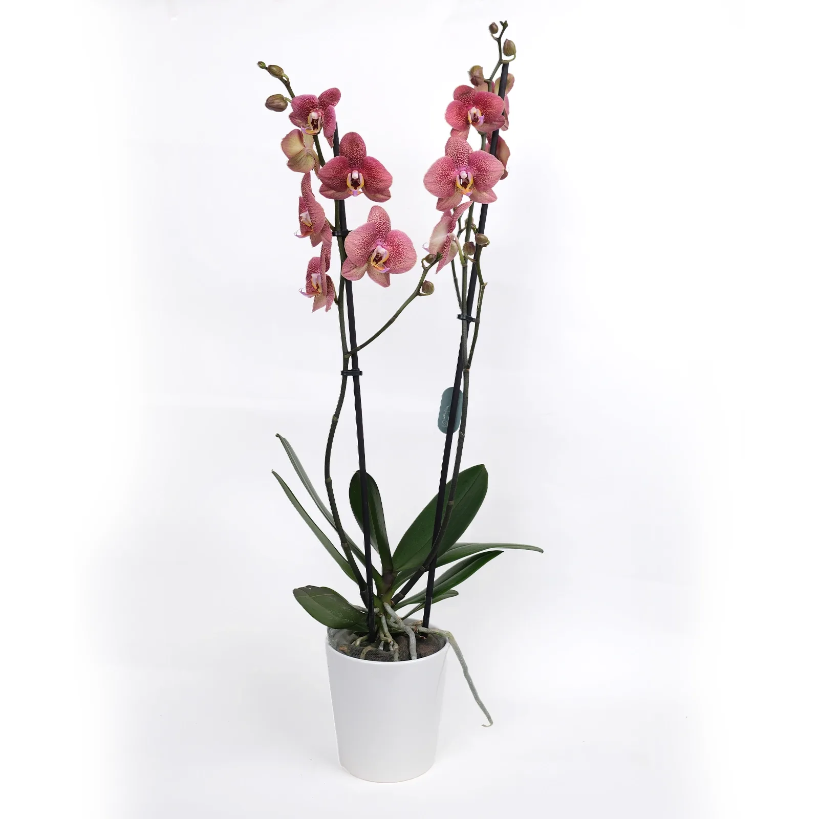 Çift Dallı Çilli Somon Phalaenopsis Orkide