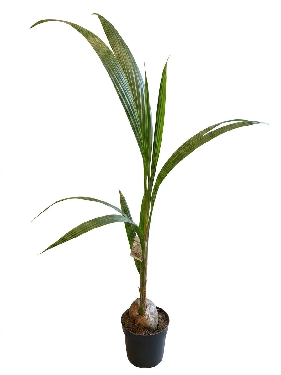 Cocos Nucifera – Meyvesinden Filizlenen Tropikal Esinti