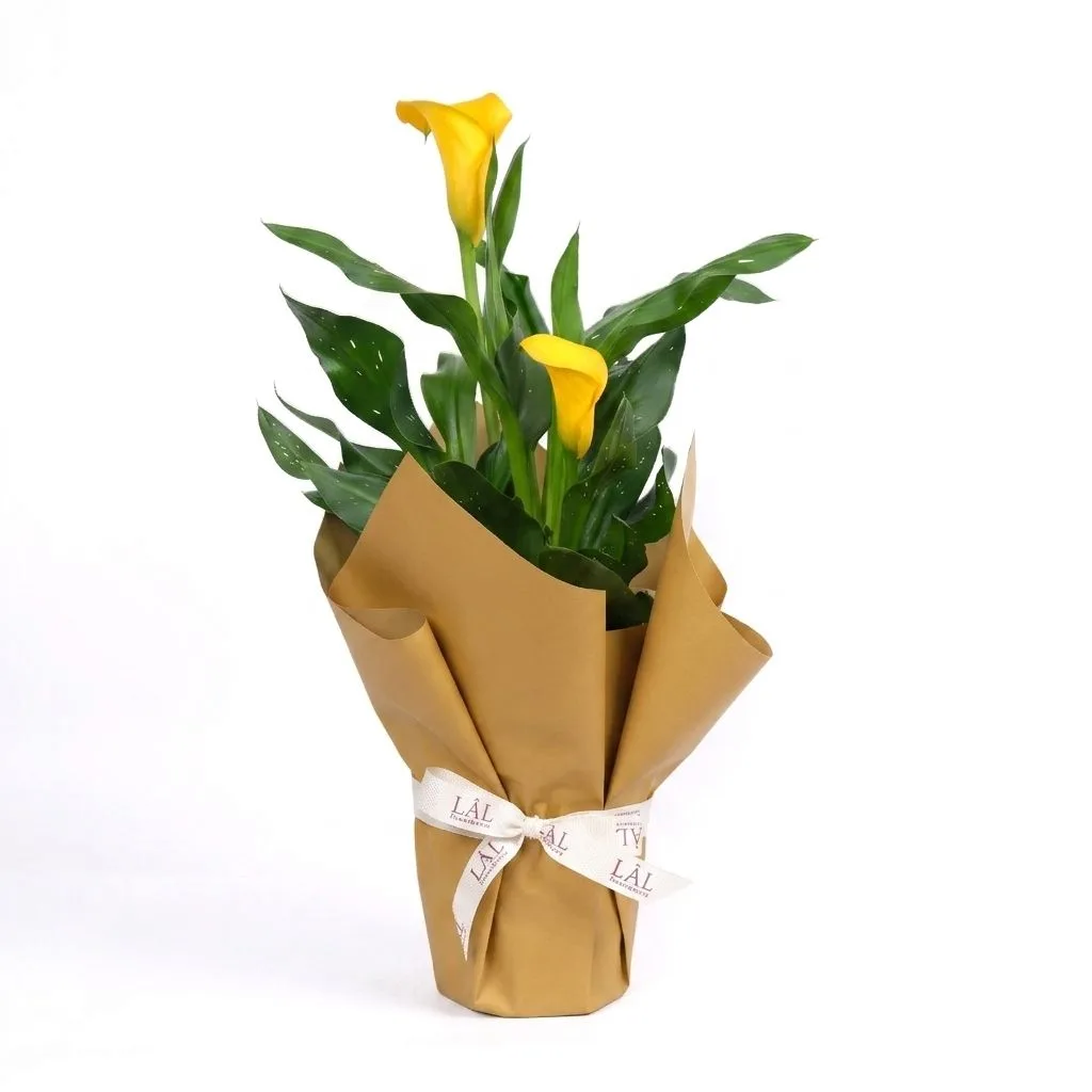 Sarı Calla Lily – Modern Tasarım ve Gün Işığı Zarafeti