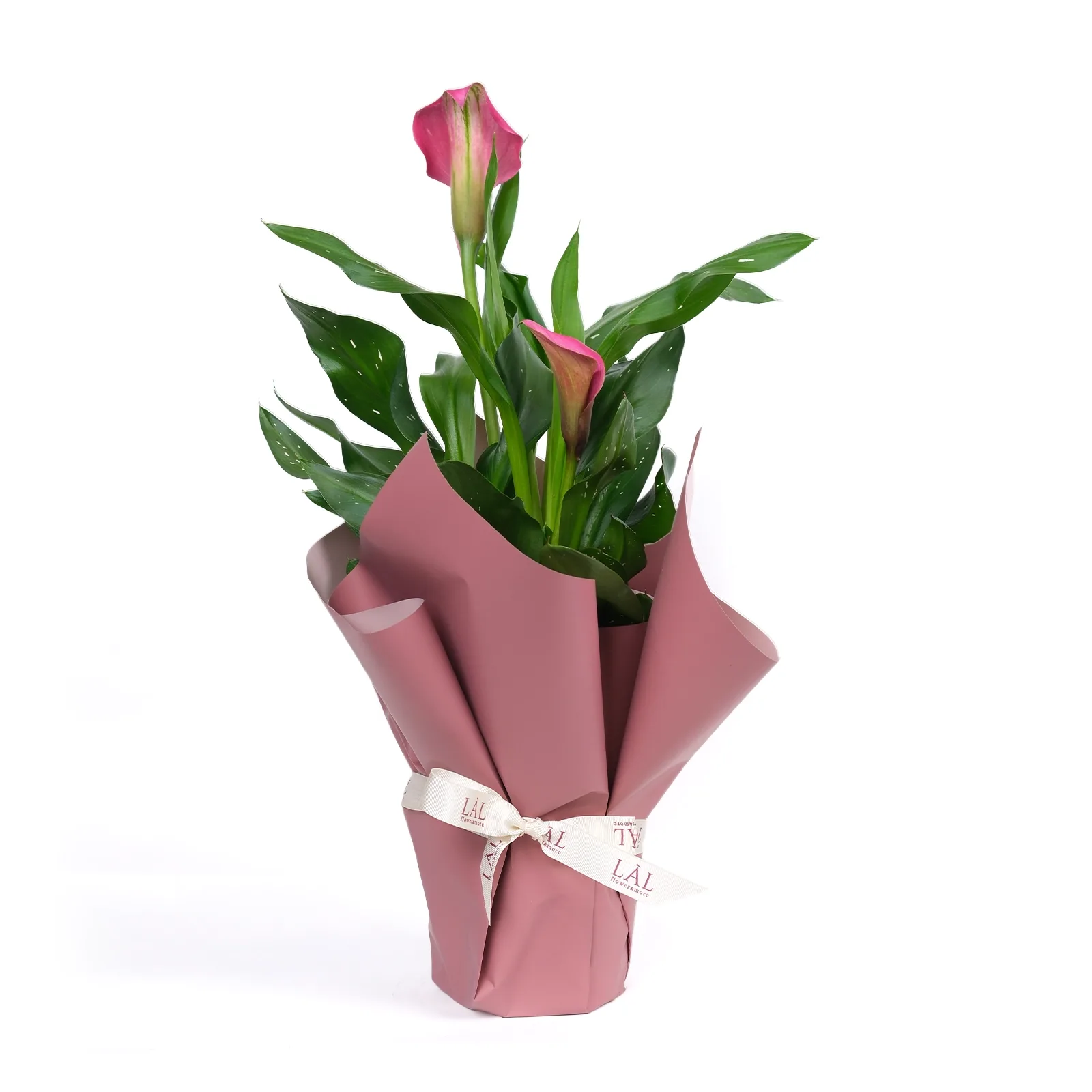 Fuşya Kala (Zantedeschia) - Özel Hediye Sunumunda