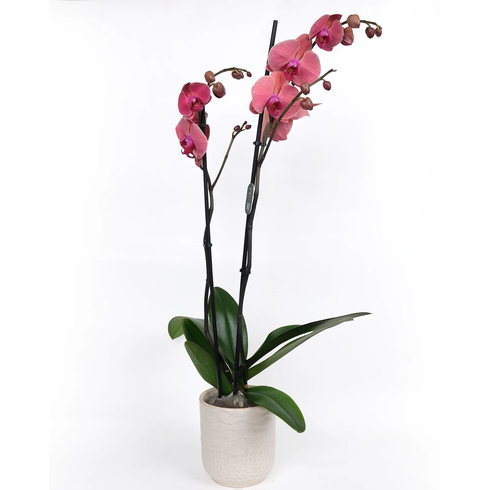 Çift Dallı Mercan Phalaenopsis Orkide (Taş Saksıda)