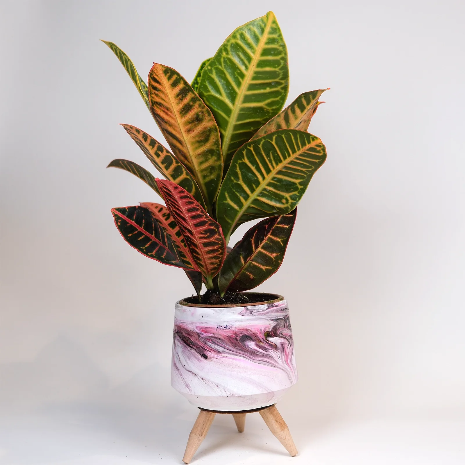 Premium Kroton (Codiaeum) – Ayaklı Dekoratif Saksı