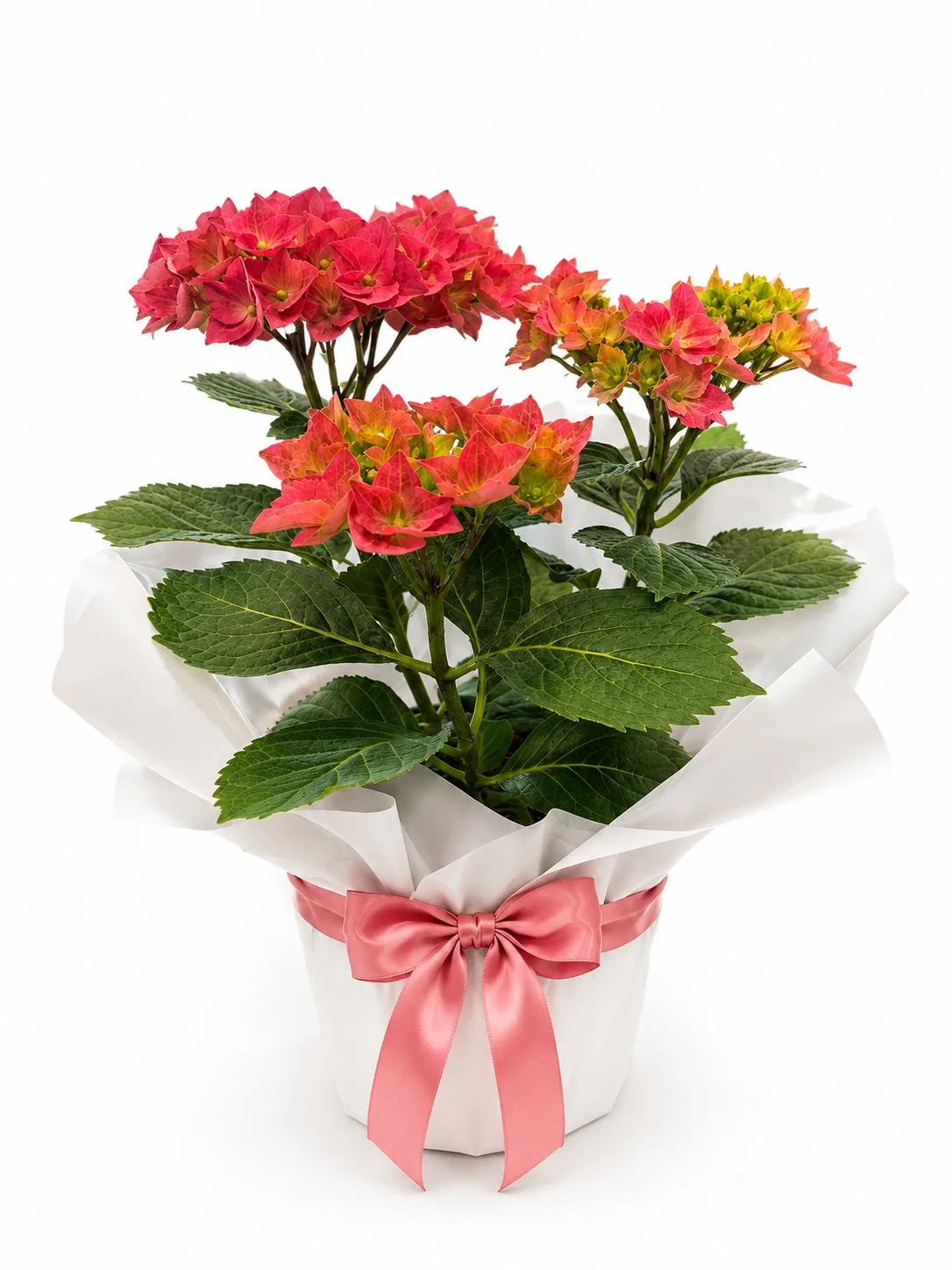 Pembe Ortanca (Hydrangea) - Özel Hediye Sunumunda