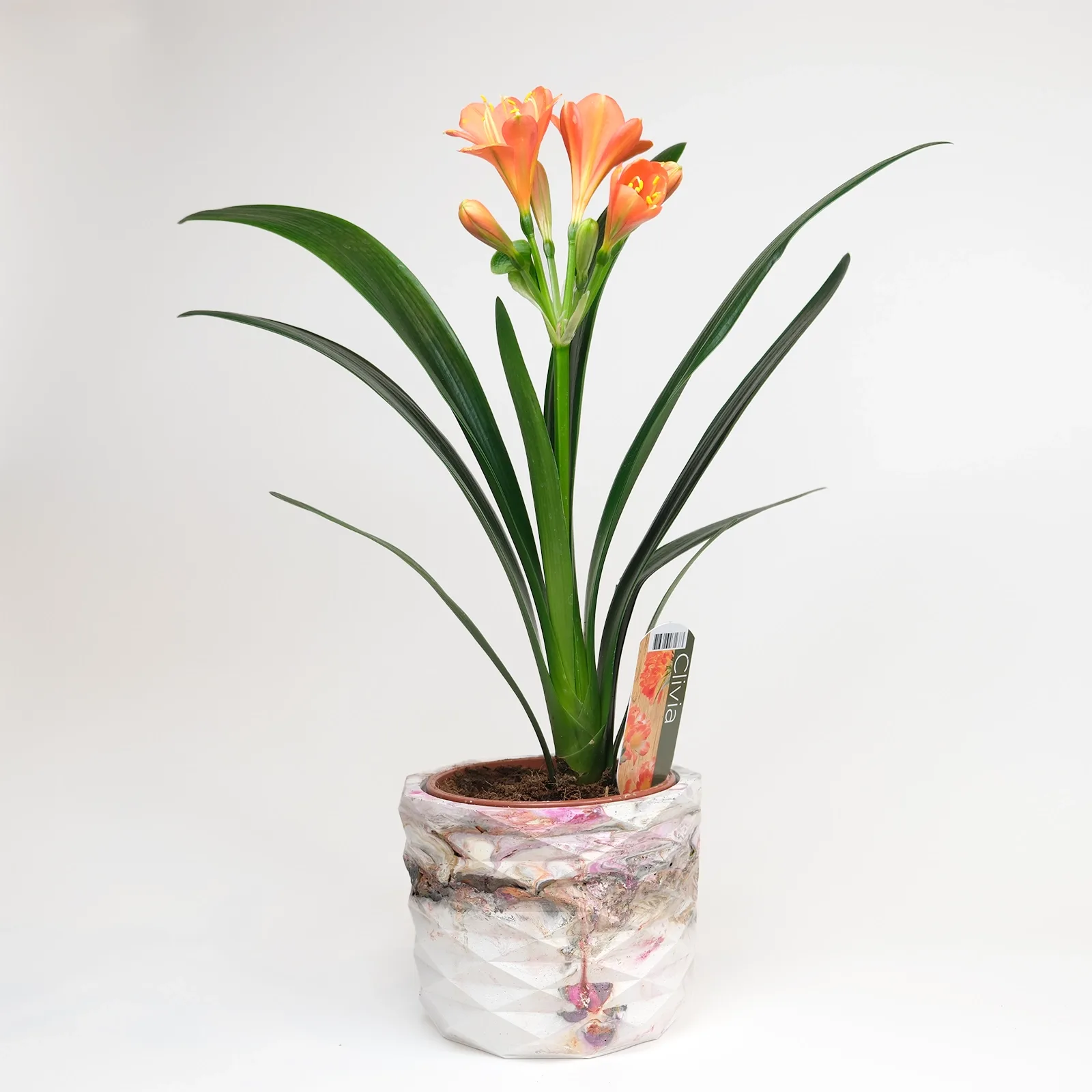 Clivia Miniata (Turuncu Zambak) – Sanatsal Mermer Saksıda