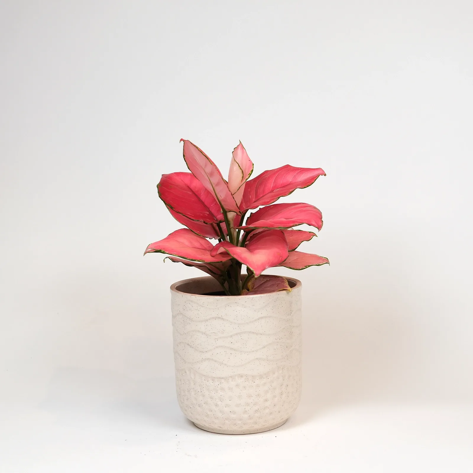 Aglaonema Pink Star – Dekoratif Seramik Saksıda
