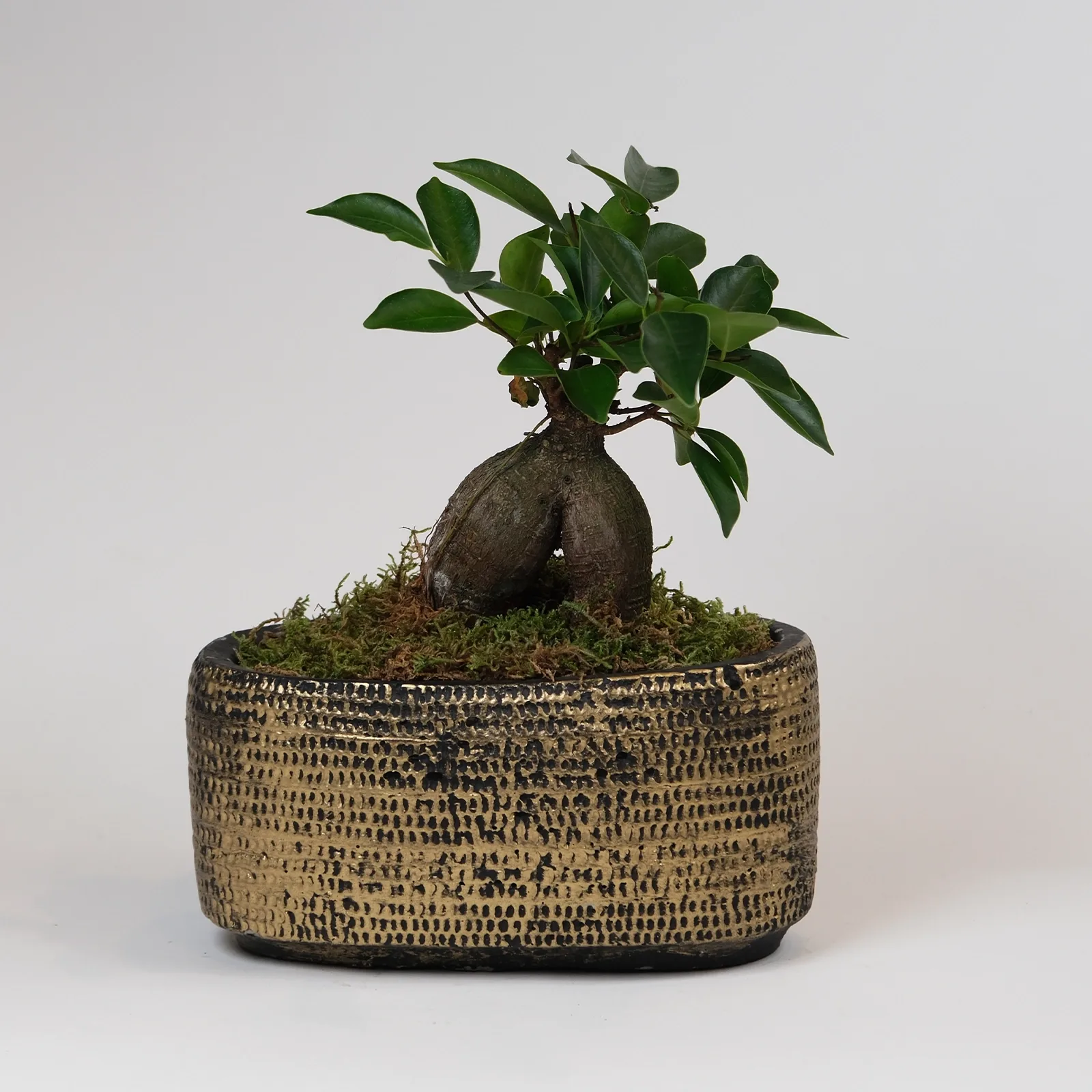 Antik Gold Serisi Ficus Ginseng Bonsai