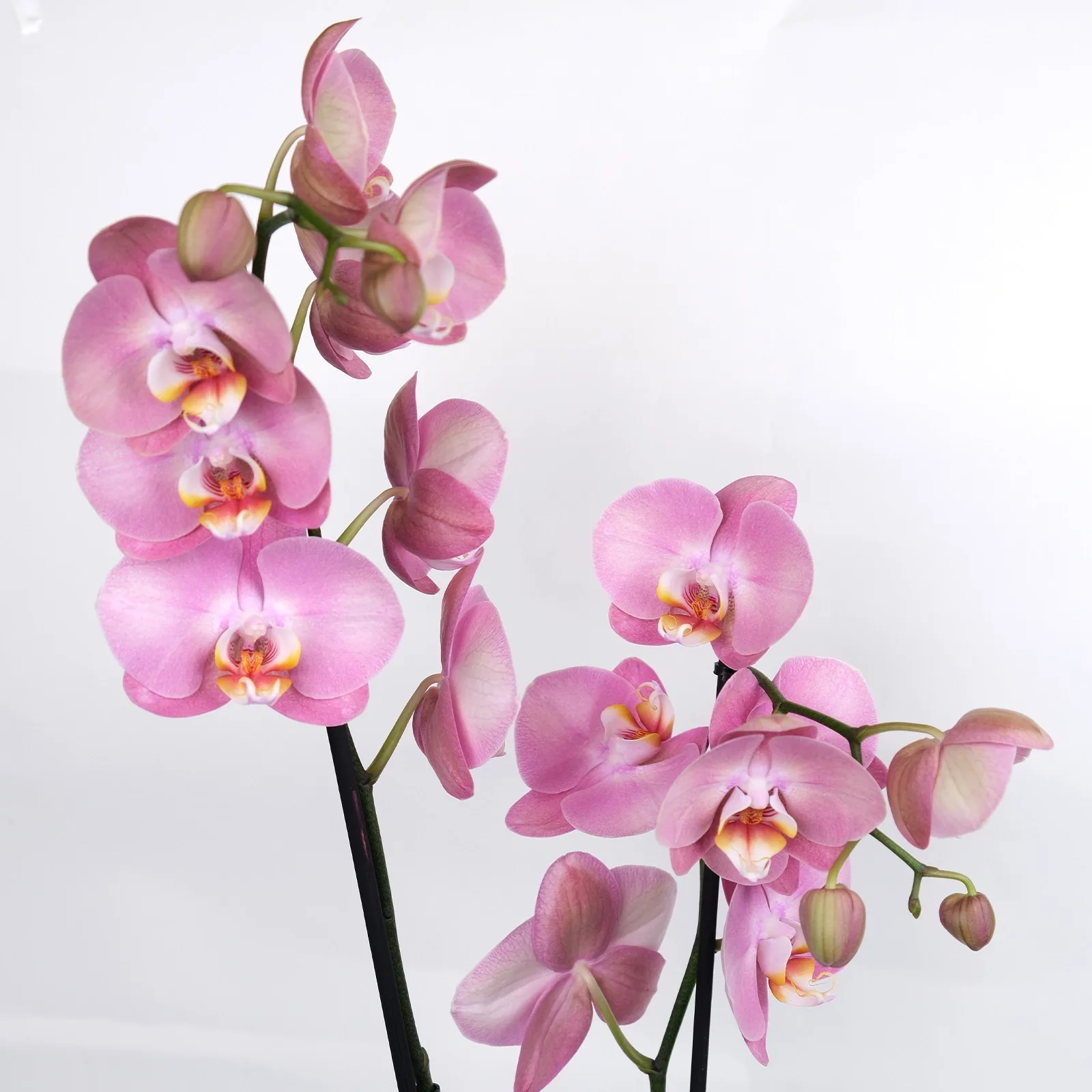Çift Dallı Toz Pembe Phalaenopsis Orkide