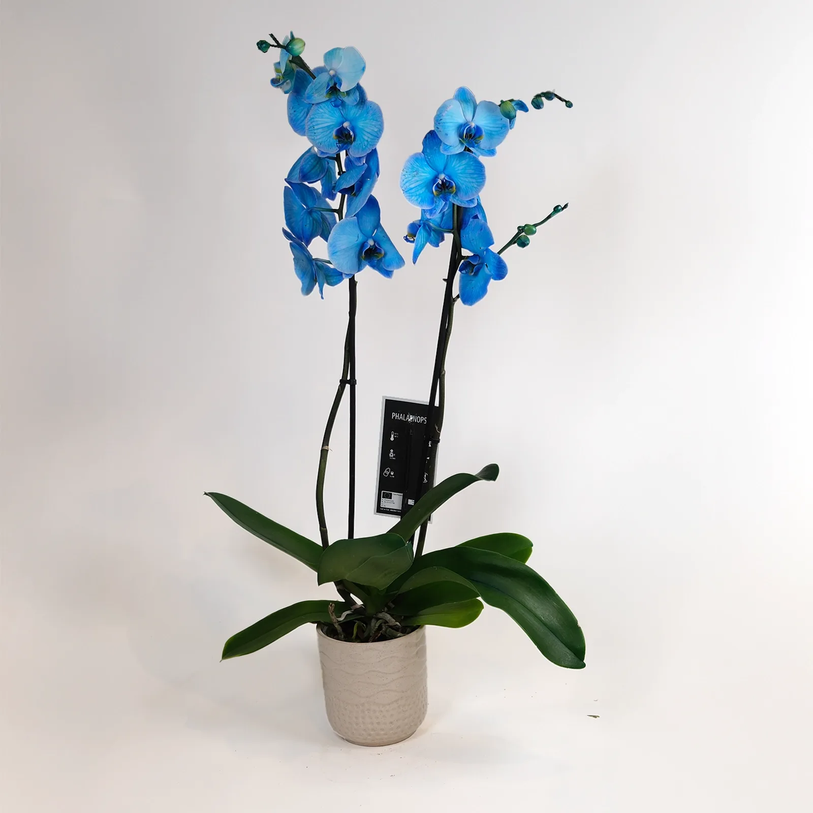 Deep Blue: Çift Dallı Mavi Phalaenopsis Orkide