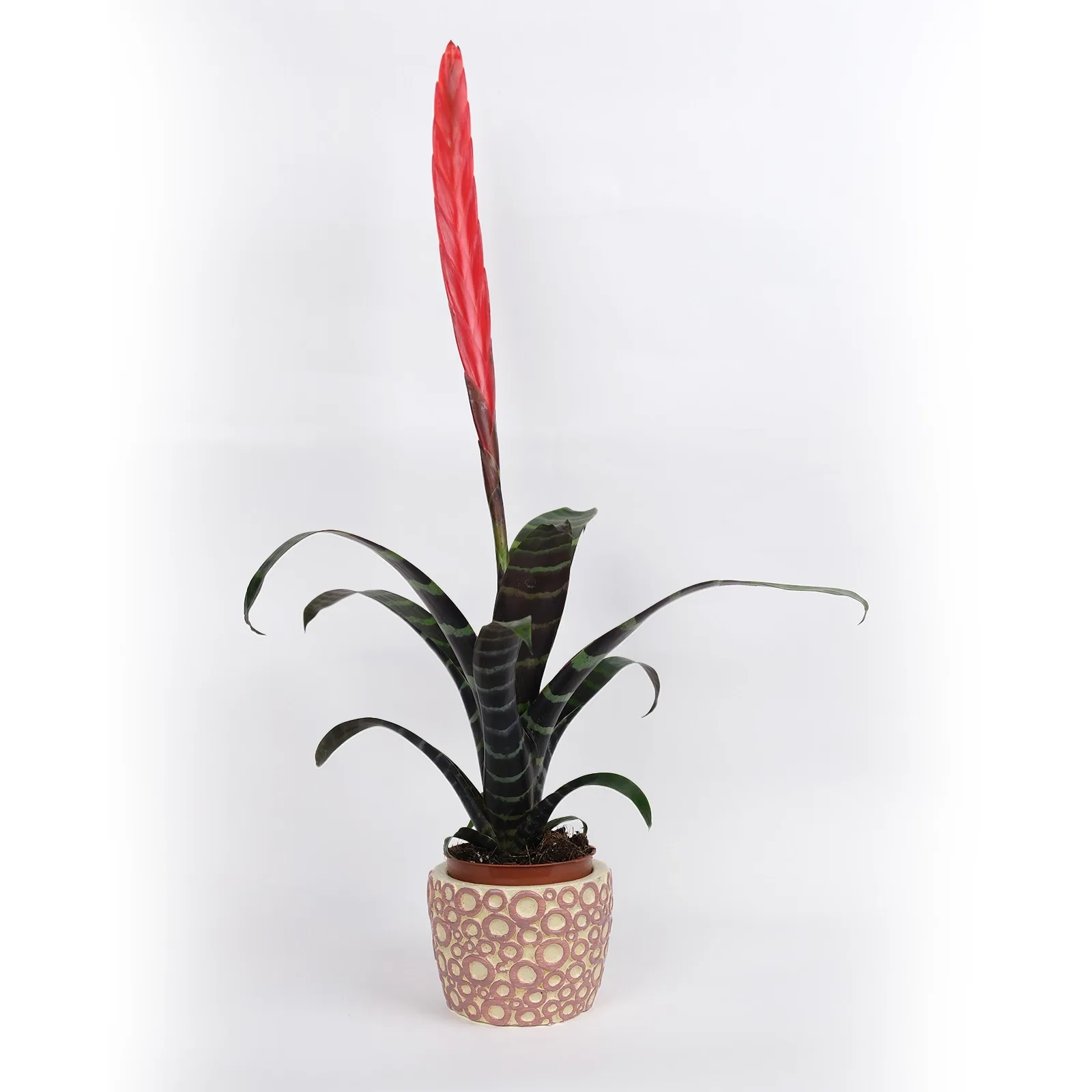 Vriesea Splendens (Ateş Kılıcı)