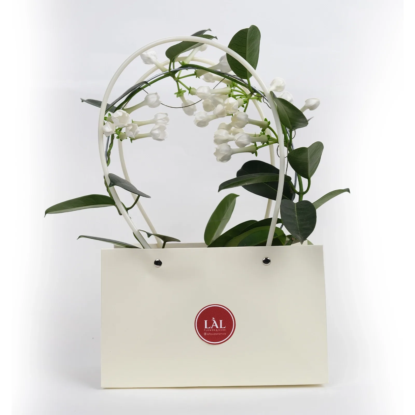 Madagaskar Yasemini (Stephanotis Floribunda)