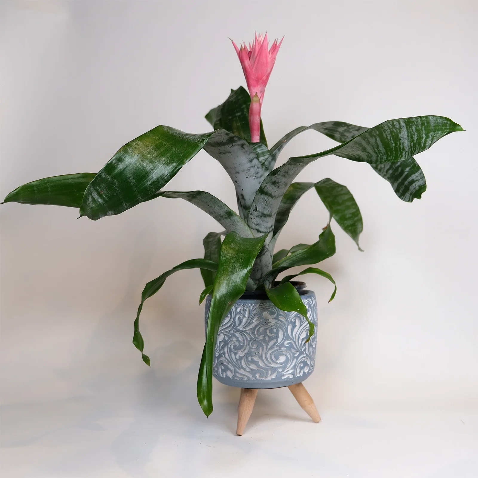 Aechmea Fasciata (Kupa Çiçeği) – Ayaklı Etnik Saksıda