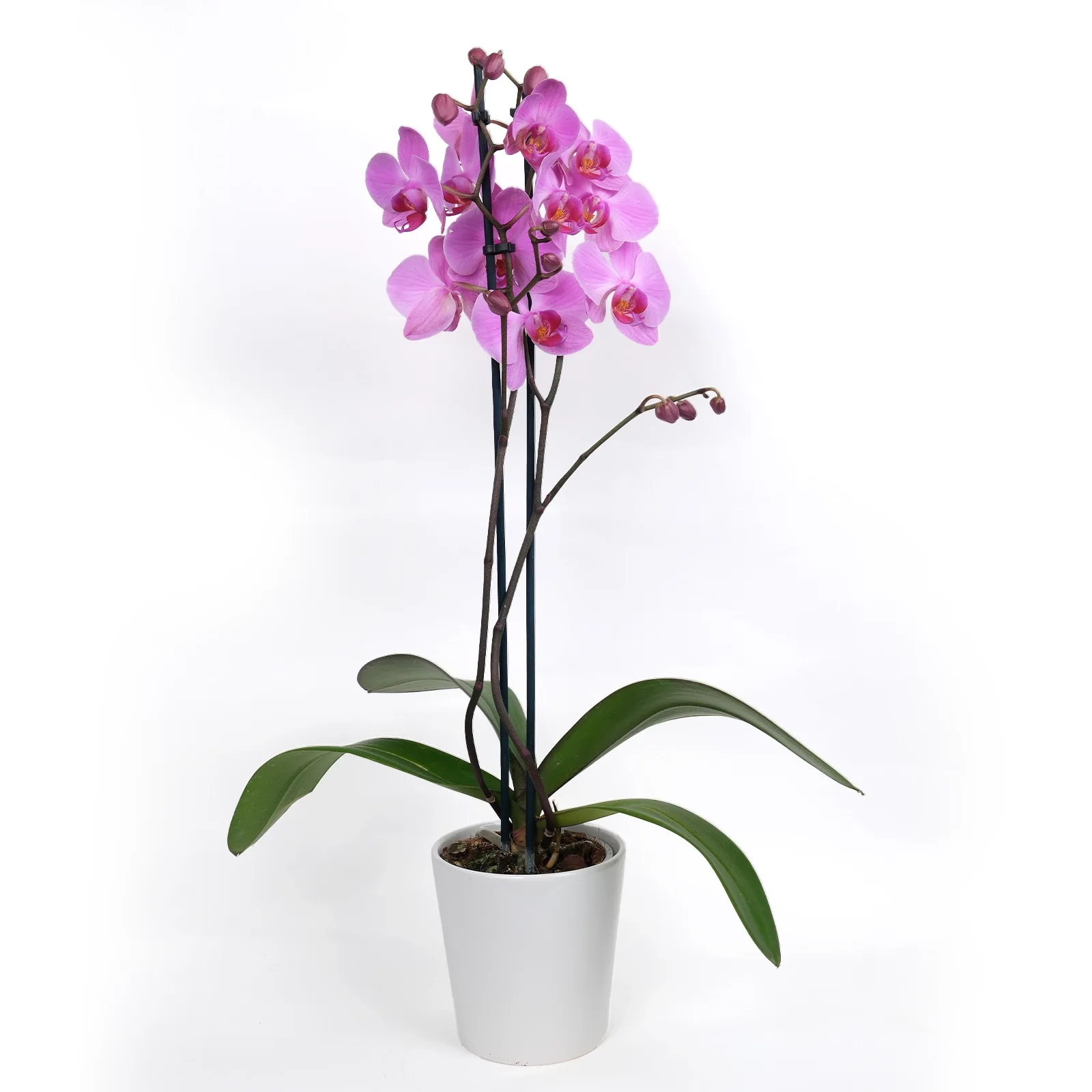 Çift Dallı Pembe Phalaenopsis Orkide
