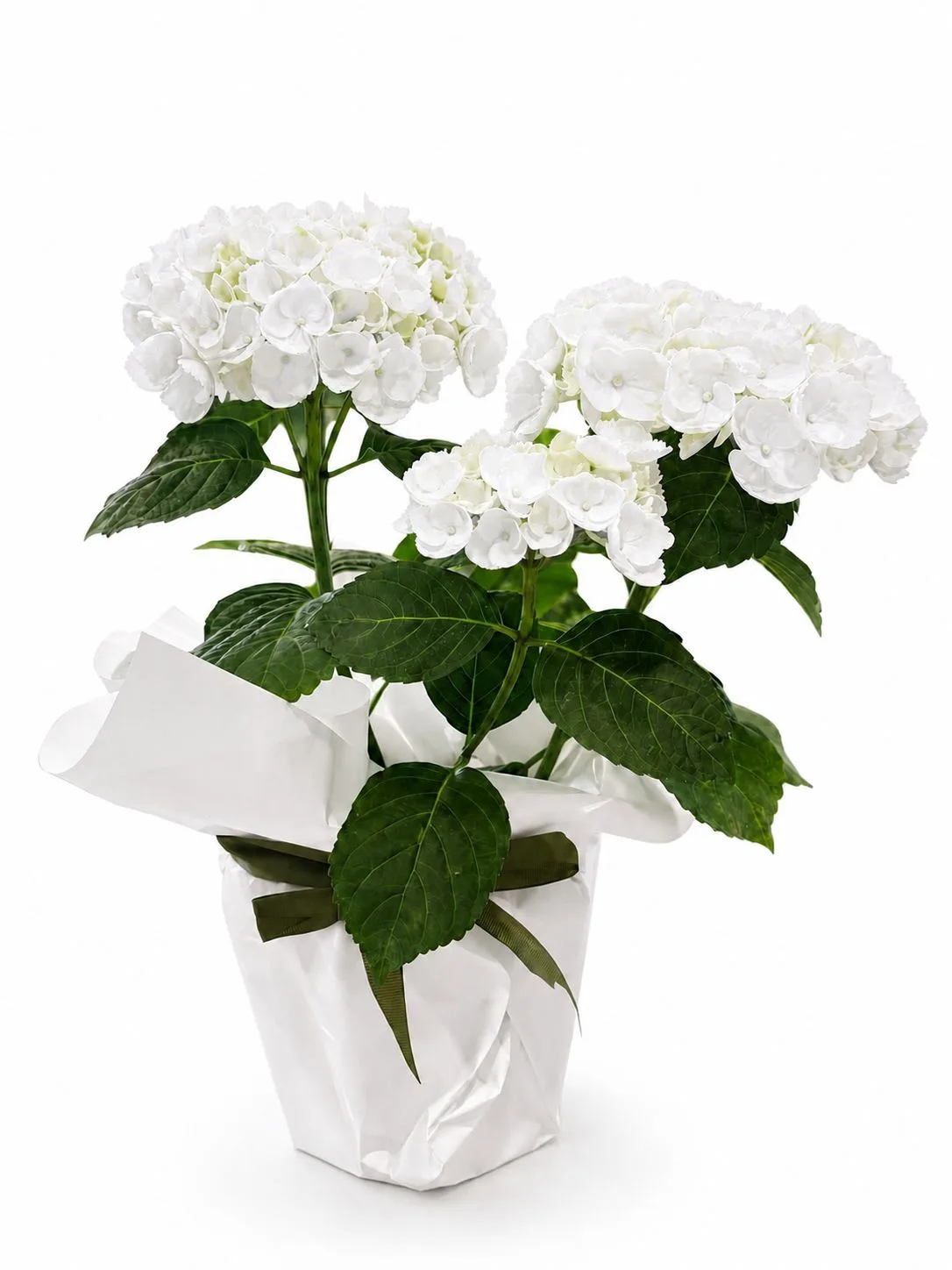 Beyaz Ortanca (Hydrangea) Saksı Çiçeği